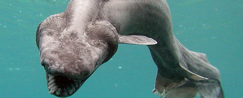 Uno de los pocos xxxx en cautividad. Foto: Awashima Marine Park